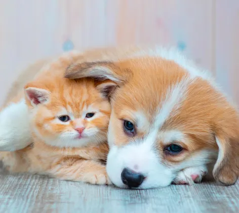 Puppy and kitten laying down on wood